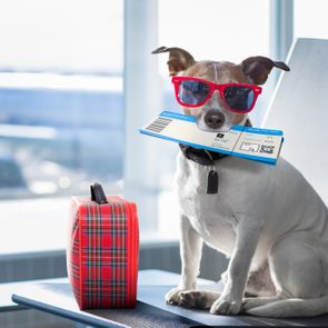 Dog wearing sunglasses holds a boarding pass, sitting beside a red plaid suitcase in an airport lounge.