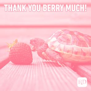 Turtle approaches a strawberry on a wooden surface with text 