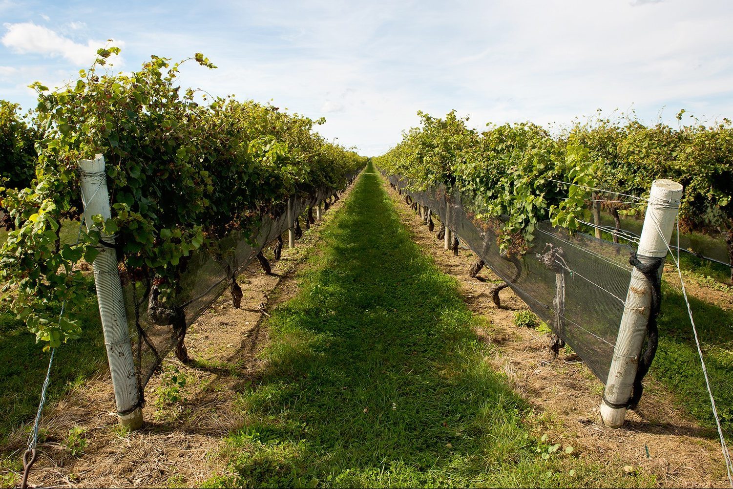 Pindar Winery