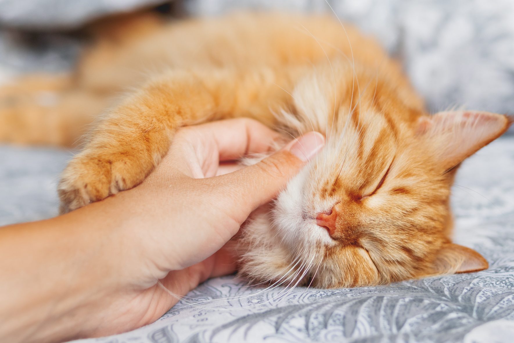 Where Do Cats Like to Be Petted?