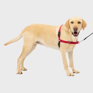Dog wearing red harness stands on a plain white background, looking forward with a leash attached.