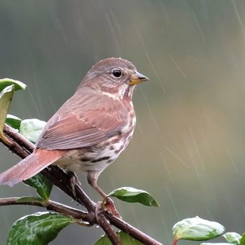 Bird perches calmly on a leafy branch, surrounded by slight rainfall, against a blurred, natural backdrop.