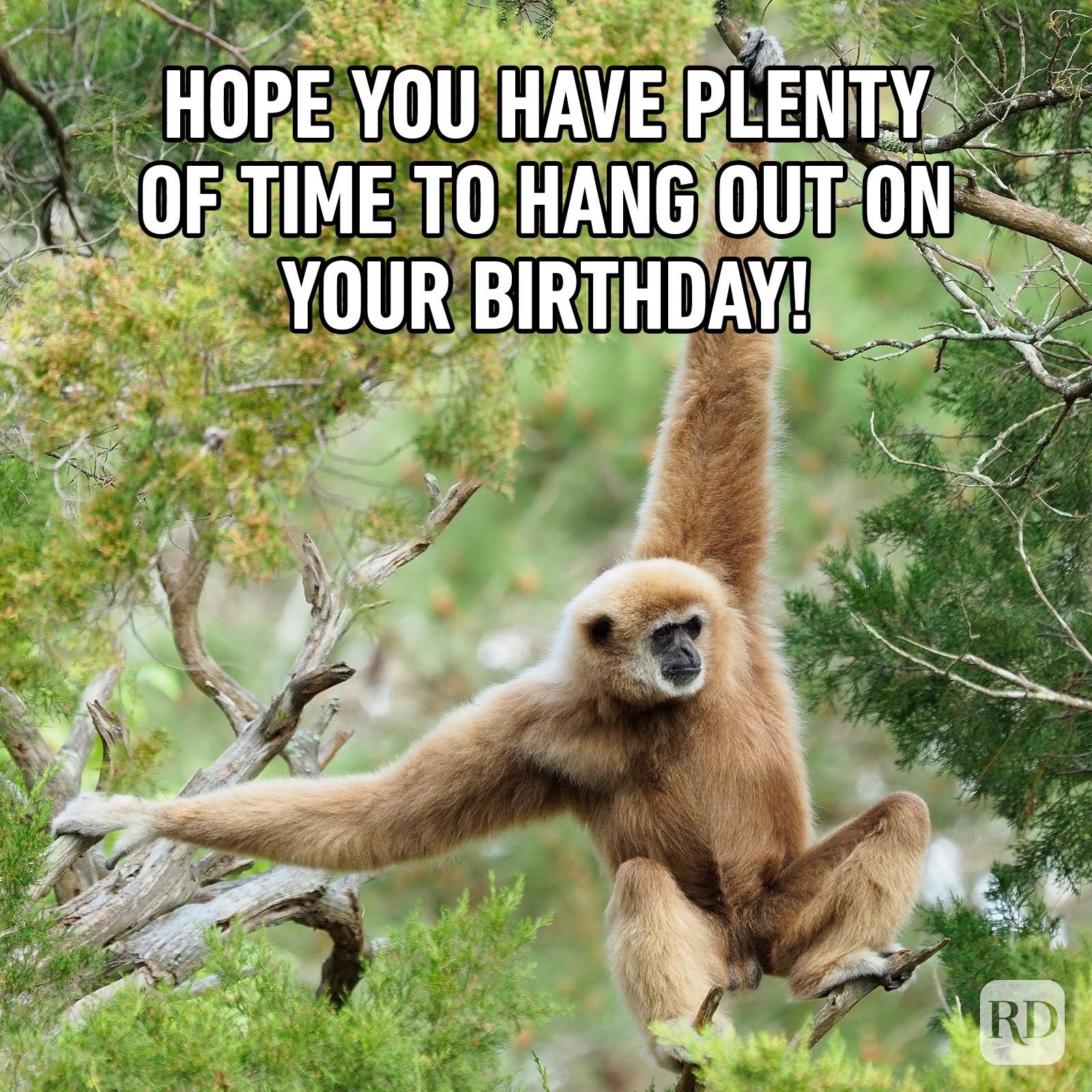 Birthday Memes 52