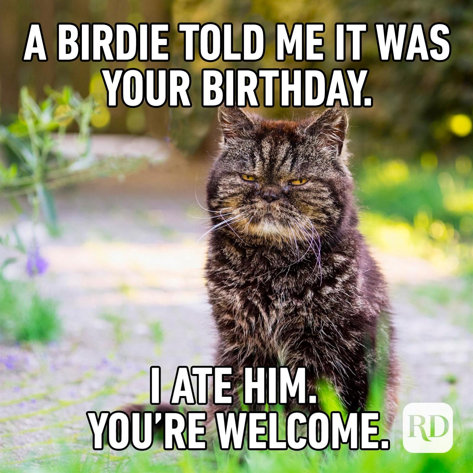 Birthday Memes 6