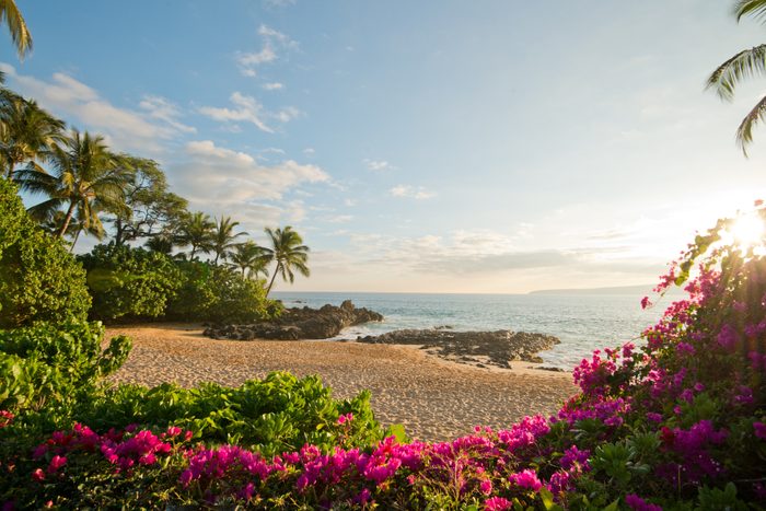 A sandy beach meets the ocean, bordered by rocky edges, vibrant pink flowers, and lush palm trees under a bright, sunny sky.