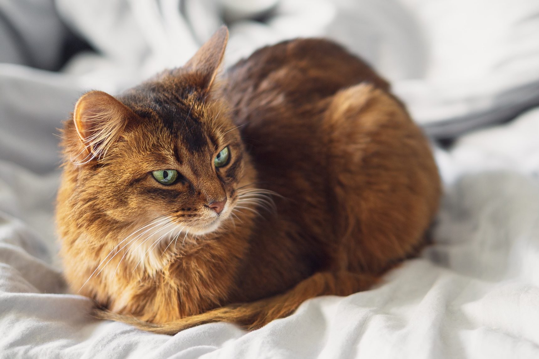 Why Do Cats Loaf?