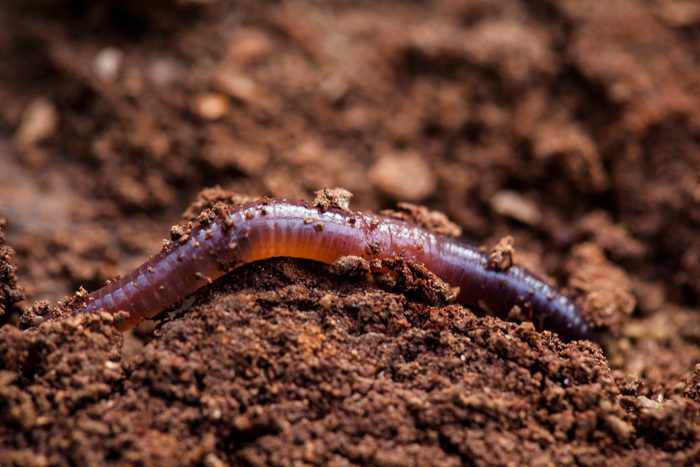Earthworm