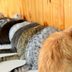 These Are the 11 Rarest Cat Colors and Patterns