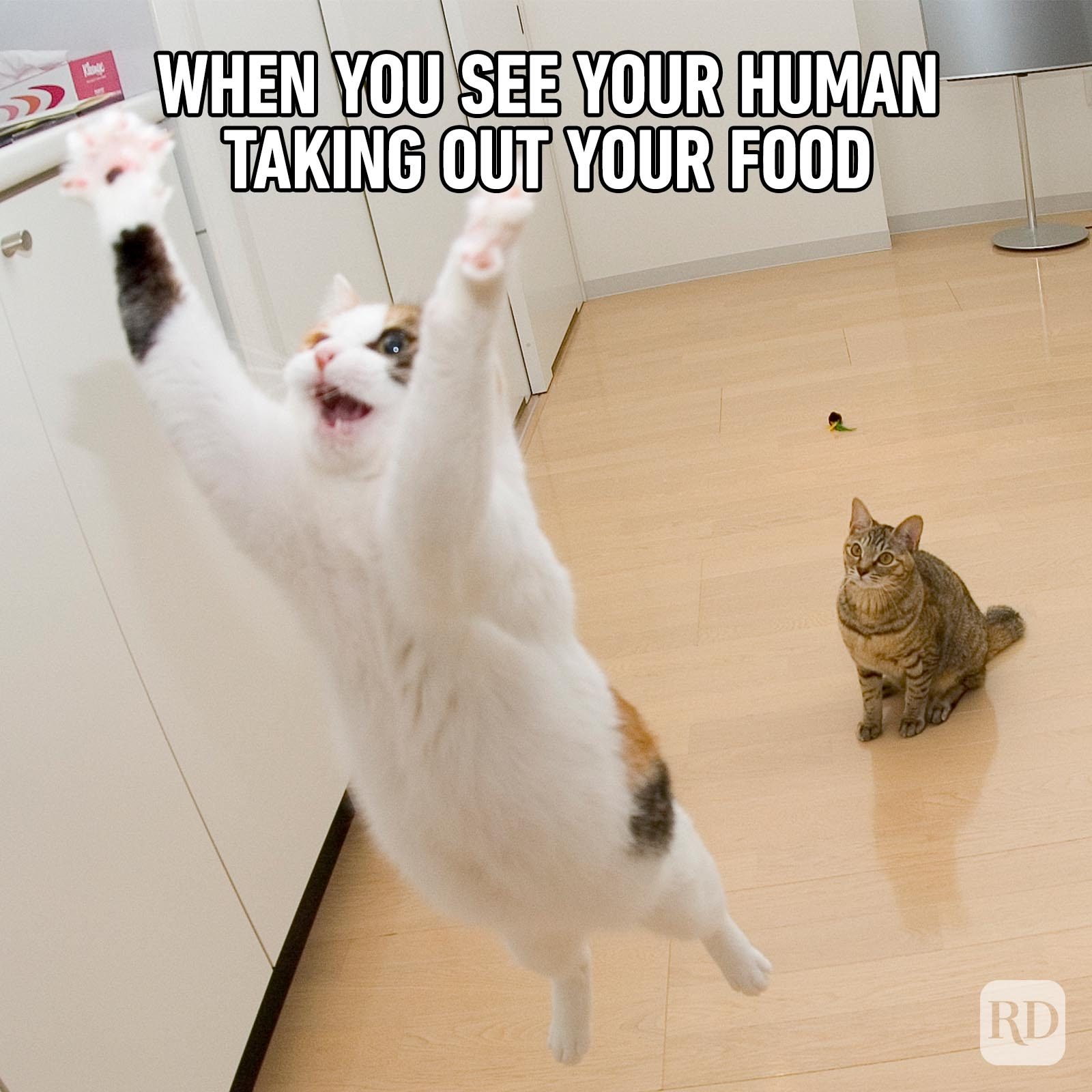 Hilarious Cat Memes 26