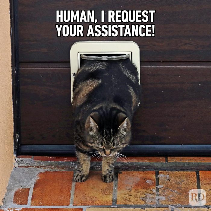 Hilarious Cat Memes 39