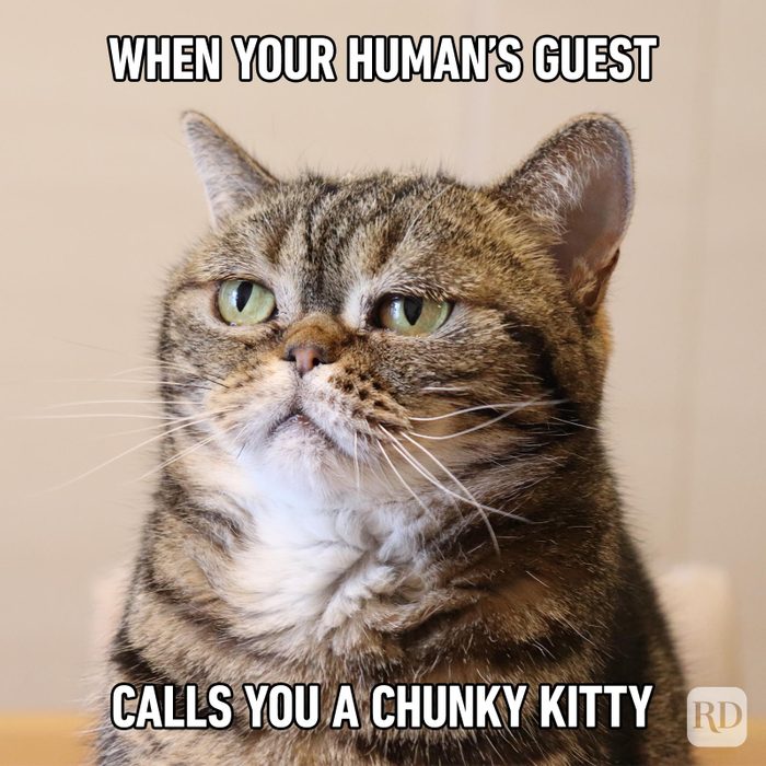 Hilarious Cat Memes 65