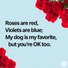 Text on light background humorously compares affection for a dog and a person, with red roses in the corners.