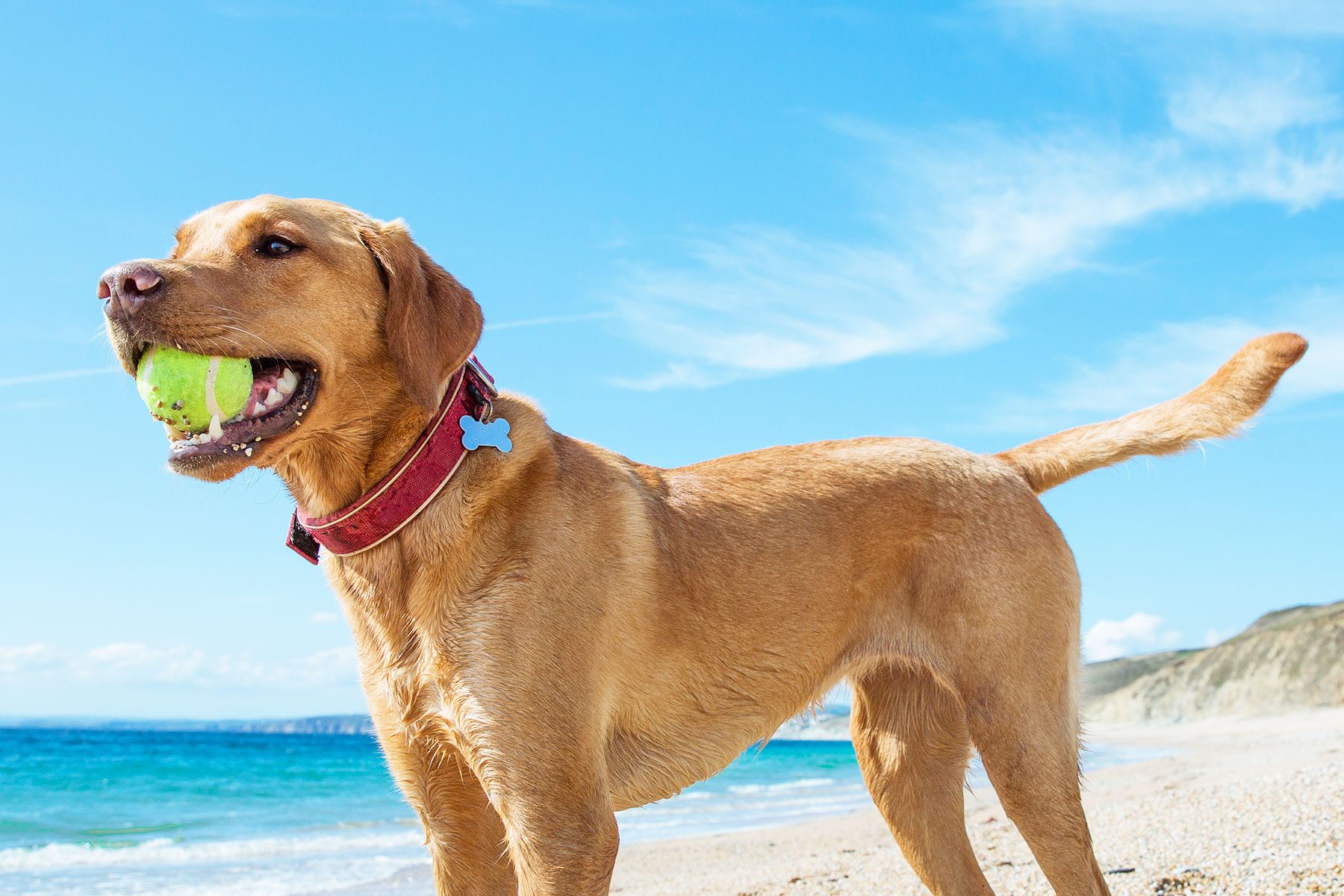 Dog Owners Need to Be Aware of This Hidden Danger at the Beach