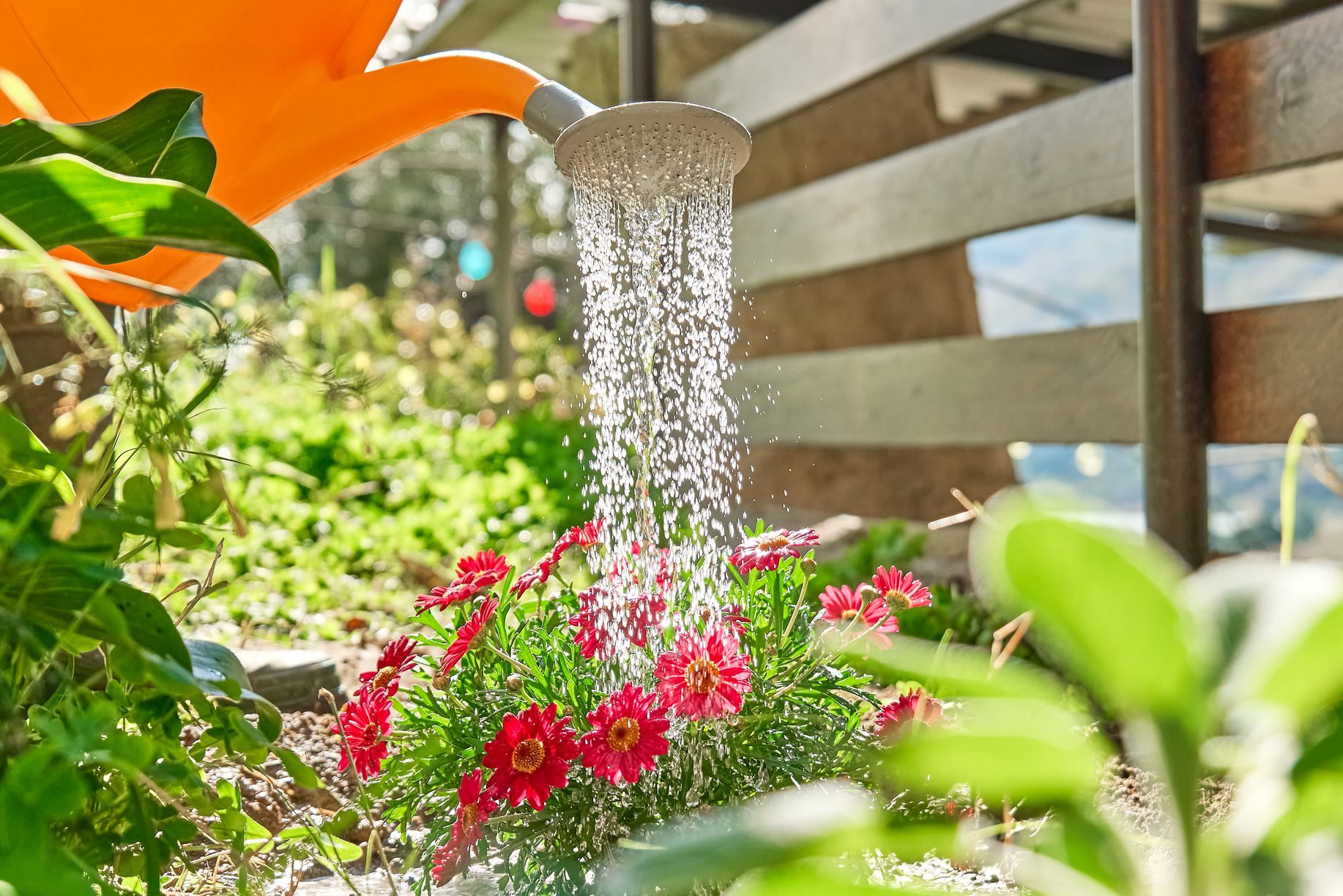 How to Use Rice Water on Plants to Make Your Garden Thrive