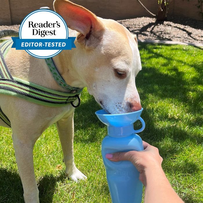 Dog drinking from a blue portable water bottle, held by a person, on green grass under bright sunlight. 