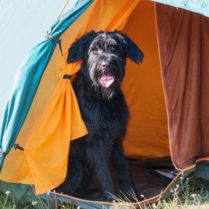 Black dog sitting inside tent with orange interior, surrounded by grass under sunlight.