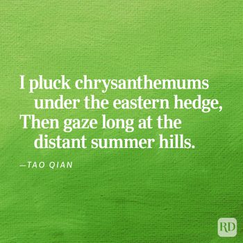 Text displays a poetic quote on a textured green background. "I pluck chrysanthemums under the eastern hedge, Then gaze long at the distant summer hills." â€”Tao Qian.