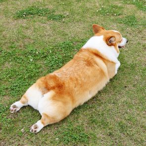 Corgi lies on grass, stretching its legs out behind in a sunny park.