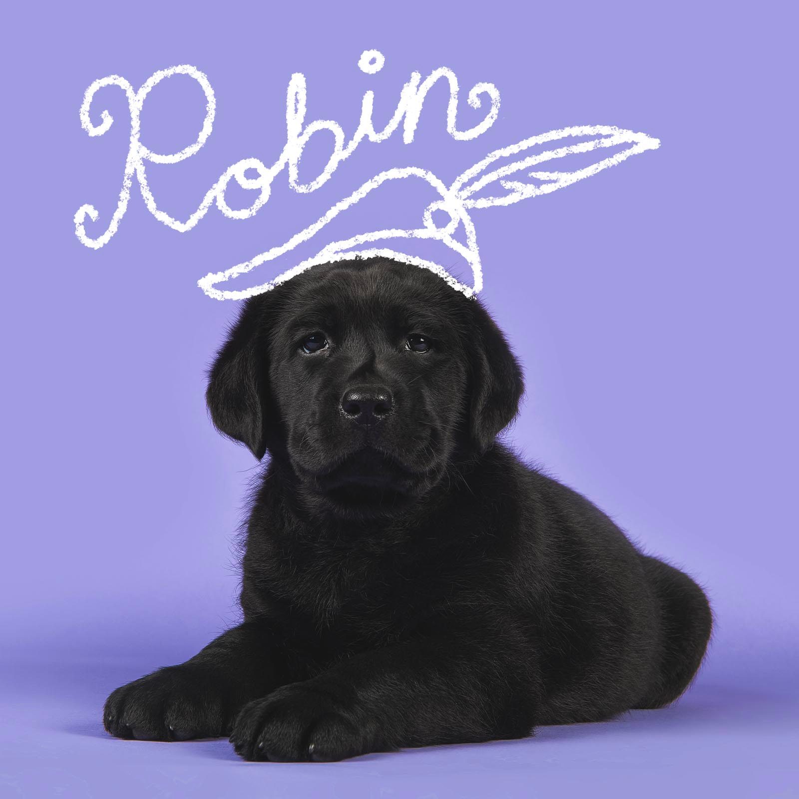 Disney Inspired Dog Names Robin