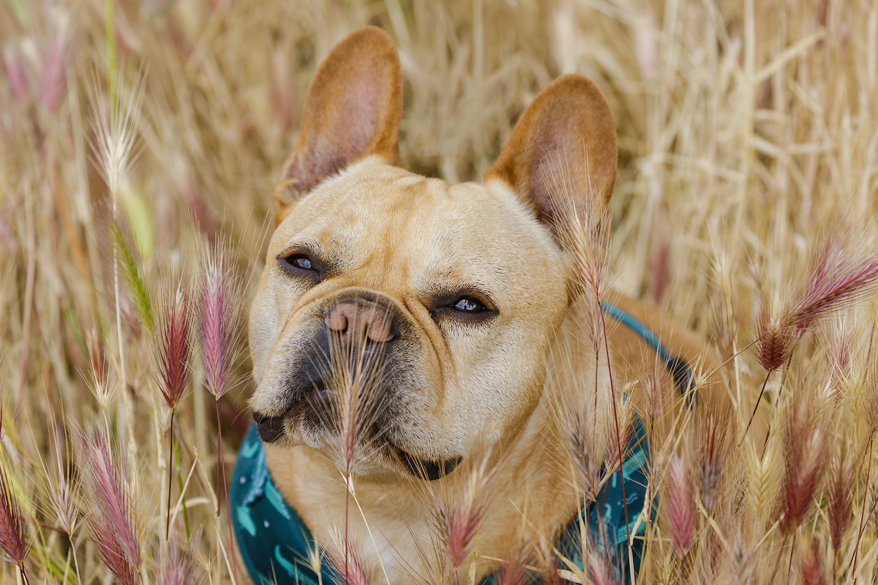 Dog Owners Need to Be Extra Careful Outside This Summer—Here’s Why