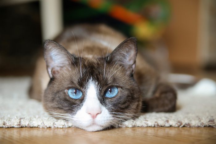 Domestic snowshoe cat