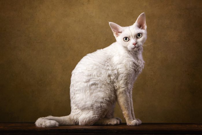 White Devon Rex fine art portrait