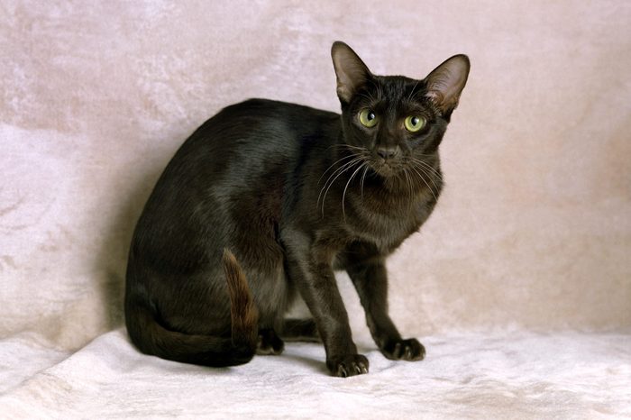 Havana Brown Domestic Cat