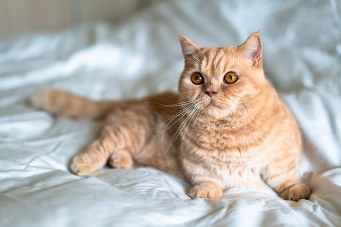 Munchkin cats with short leg