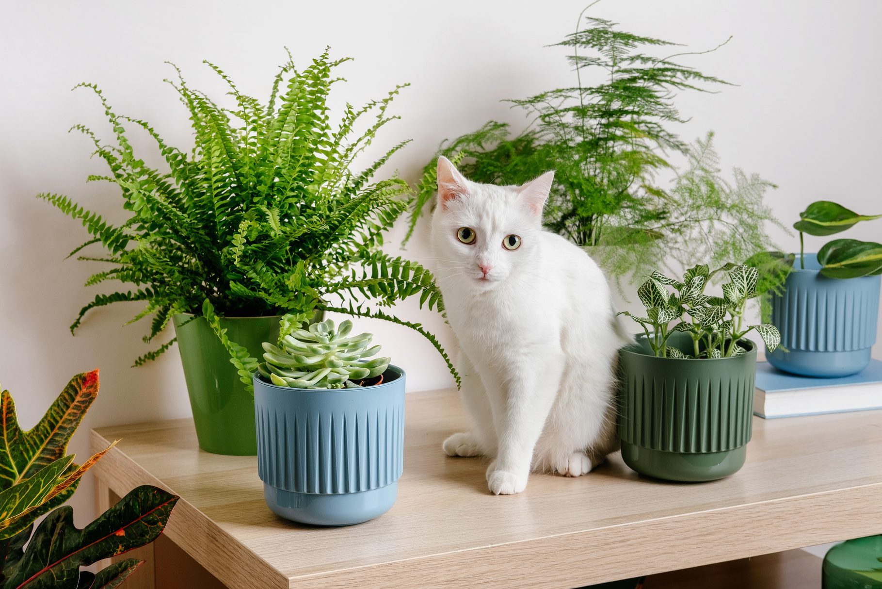 How to Keep Cats Away from Plants and Protect Your Indoor Oasis