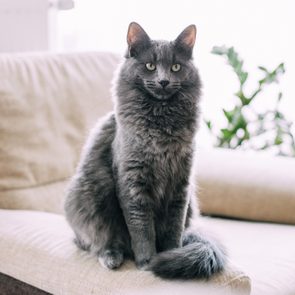 Gray cat sits on a cream-colored chair indoors, with a leafy plant in the background.