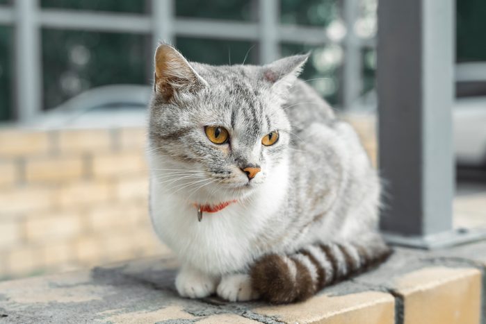 American Wirehair
