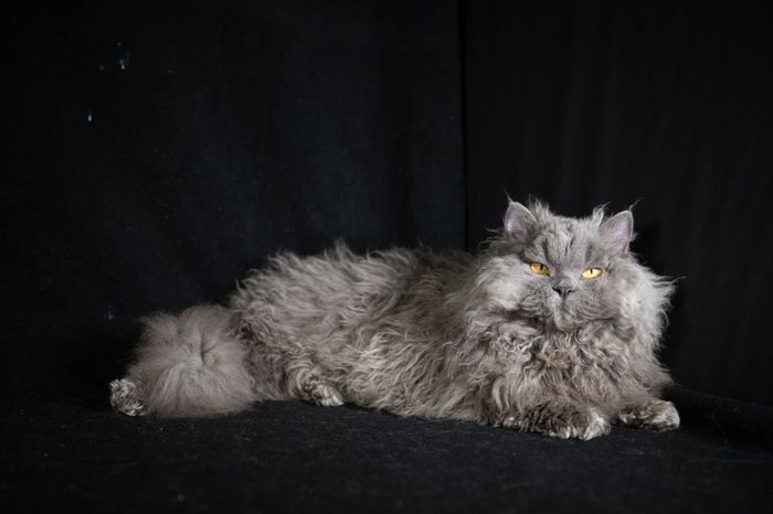 GCCF Shropshire Cat Club Championship Show