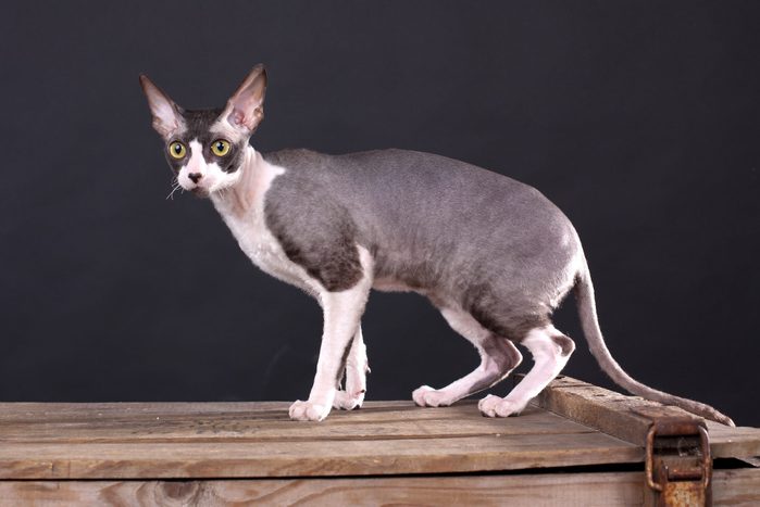 Cornish rex cat