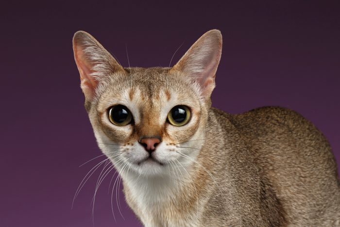 Closeup Singapura Cat Looking in Camera on purple