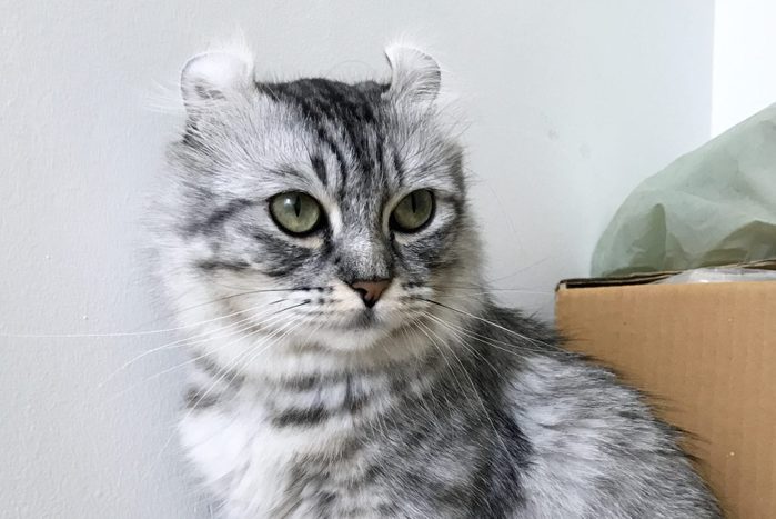American curl cat