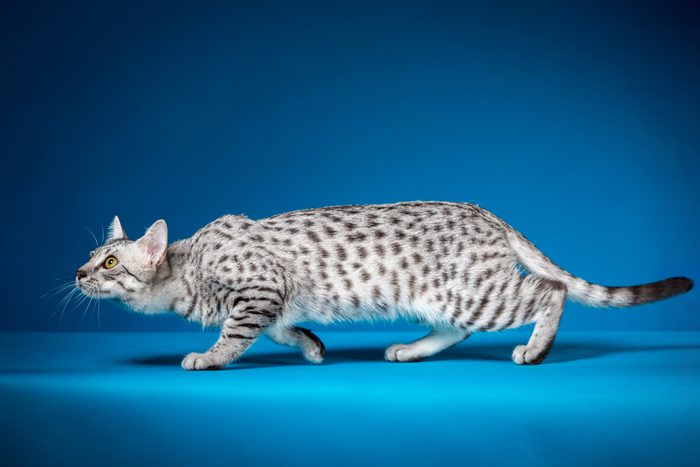Crouching Cat