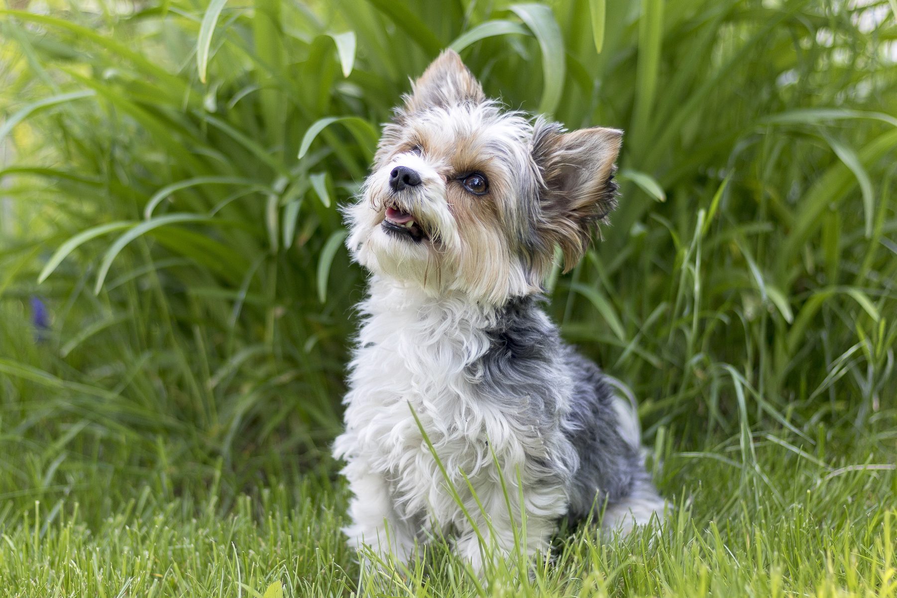 A small dog sits alert, looking upward, surrounded by lush green grass and large leafy plants.