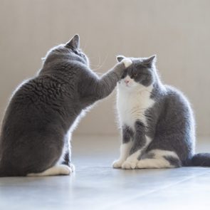 A gray cat gently pats another gray cat sitting on a tiled floor in a brightly lit room.