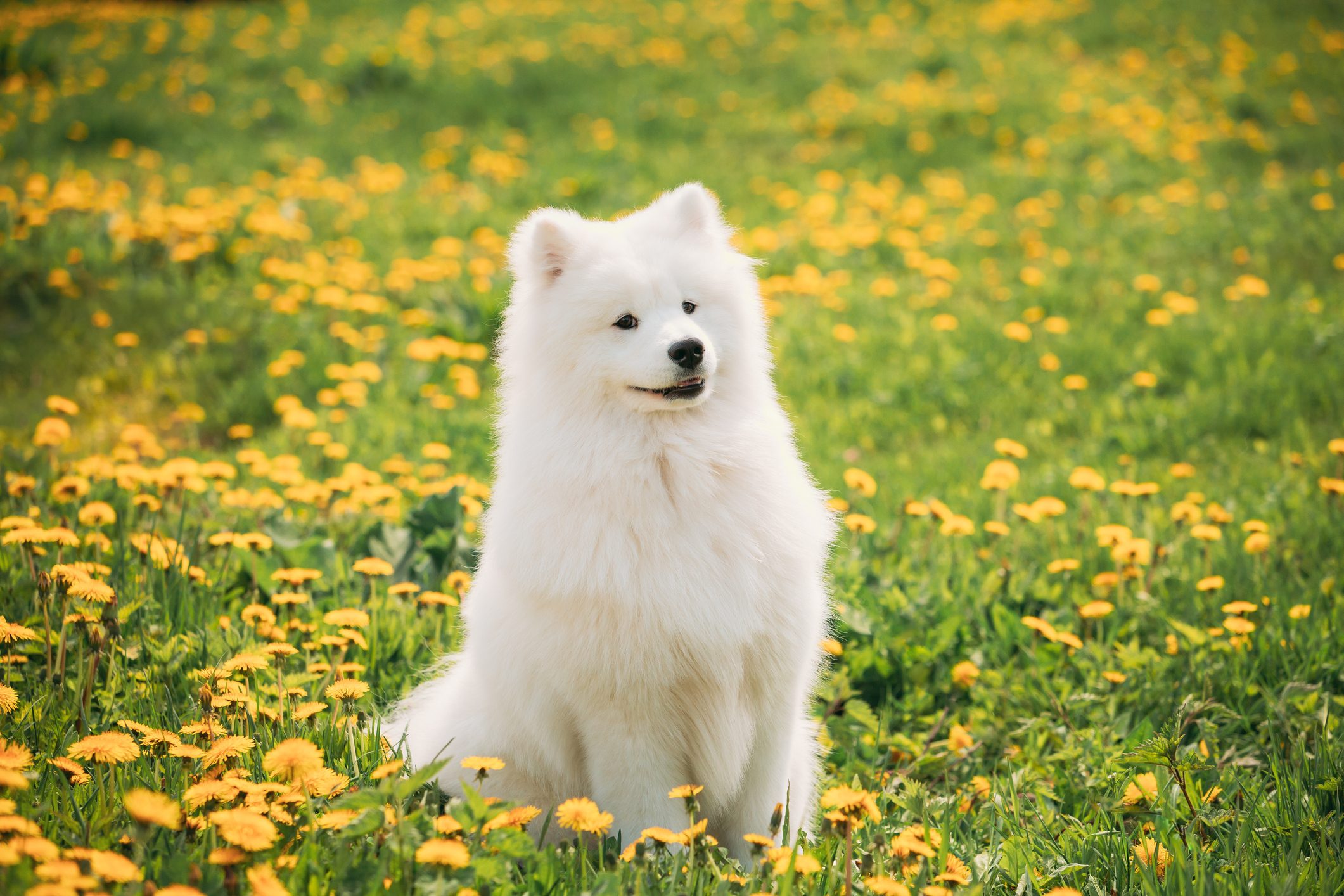A fluffy white dog sits calmly in a field of vibrant yellow flowers, surrounded by lush green grass.