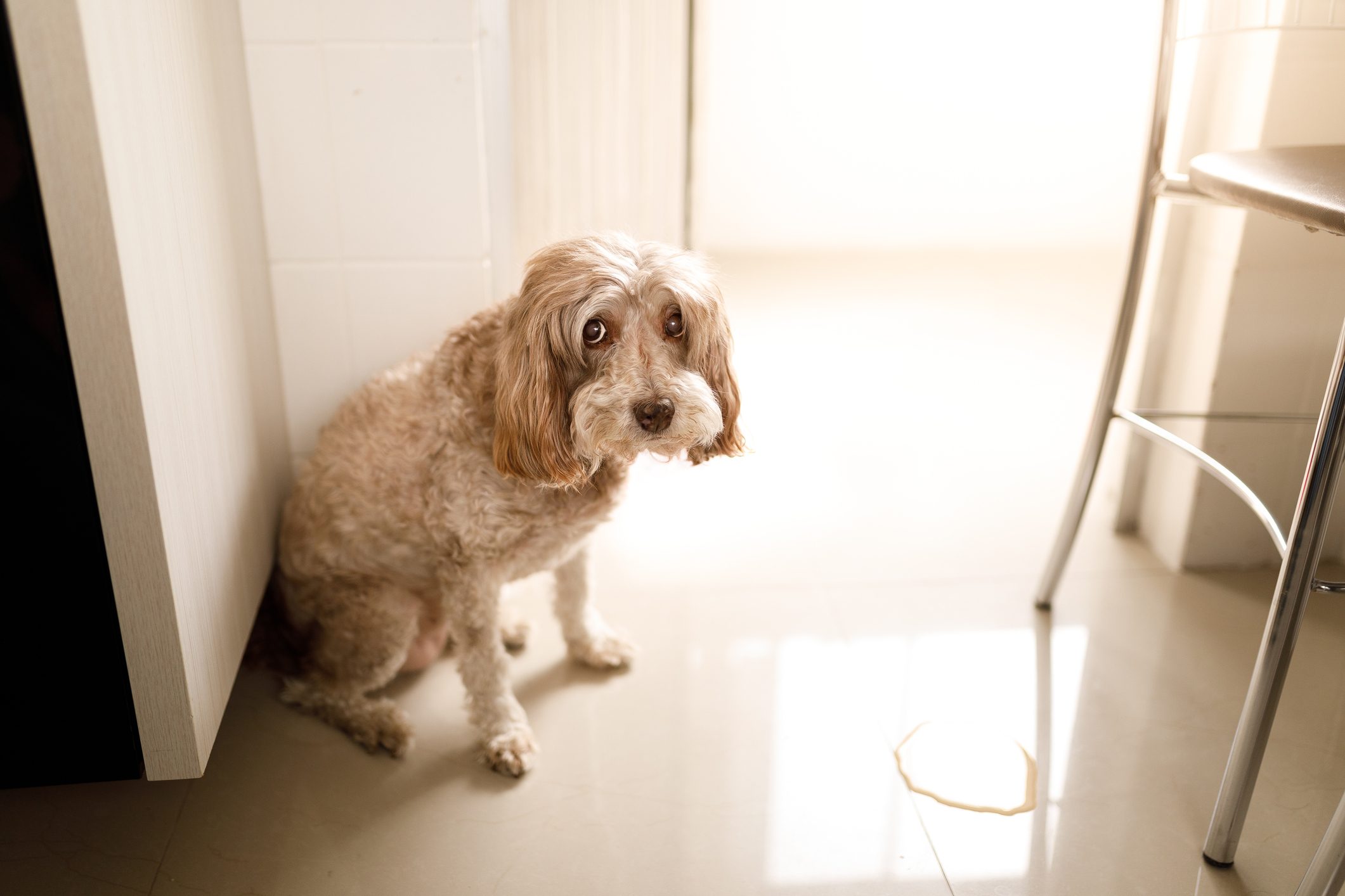 How to Stop a Dog from Peeing in the House