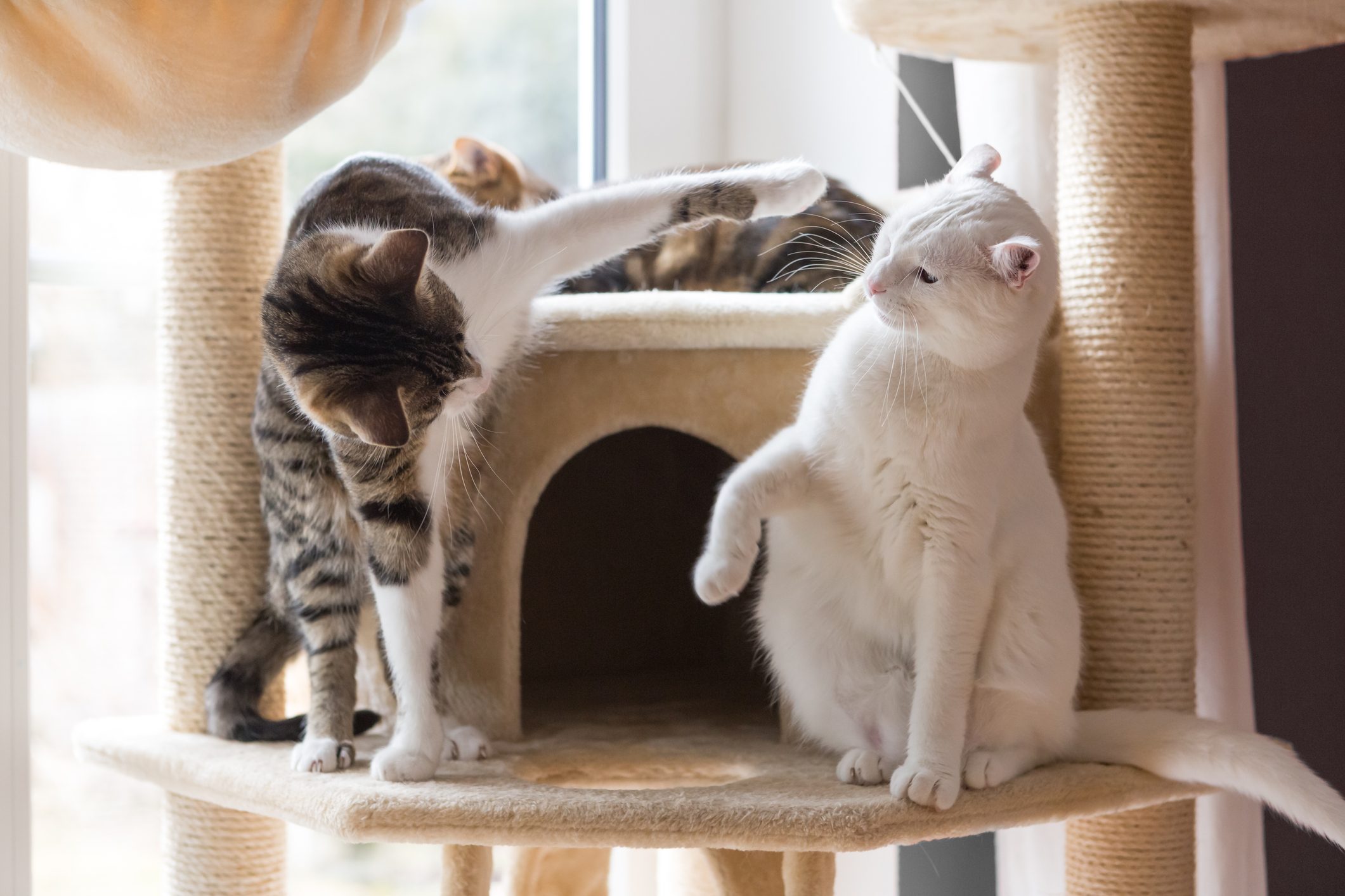 cat dispute