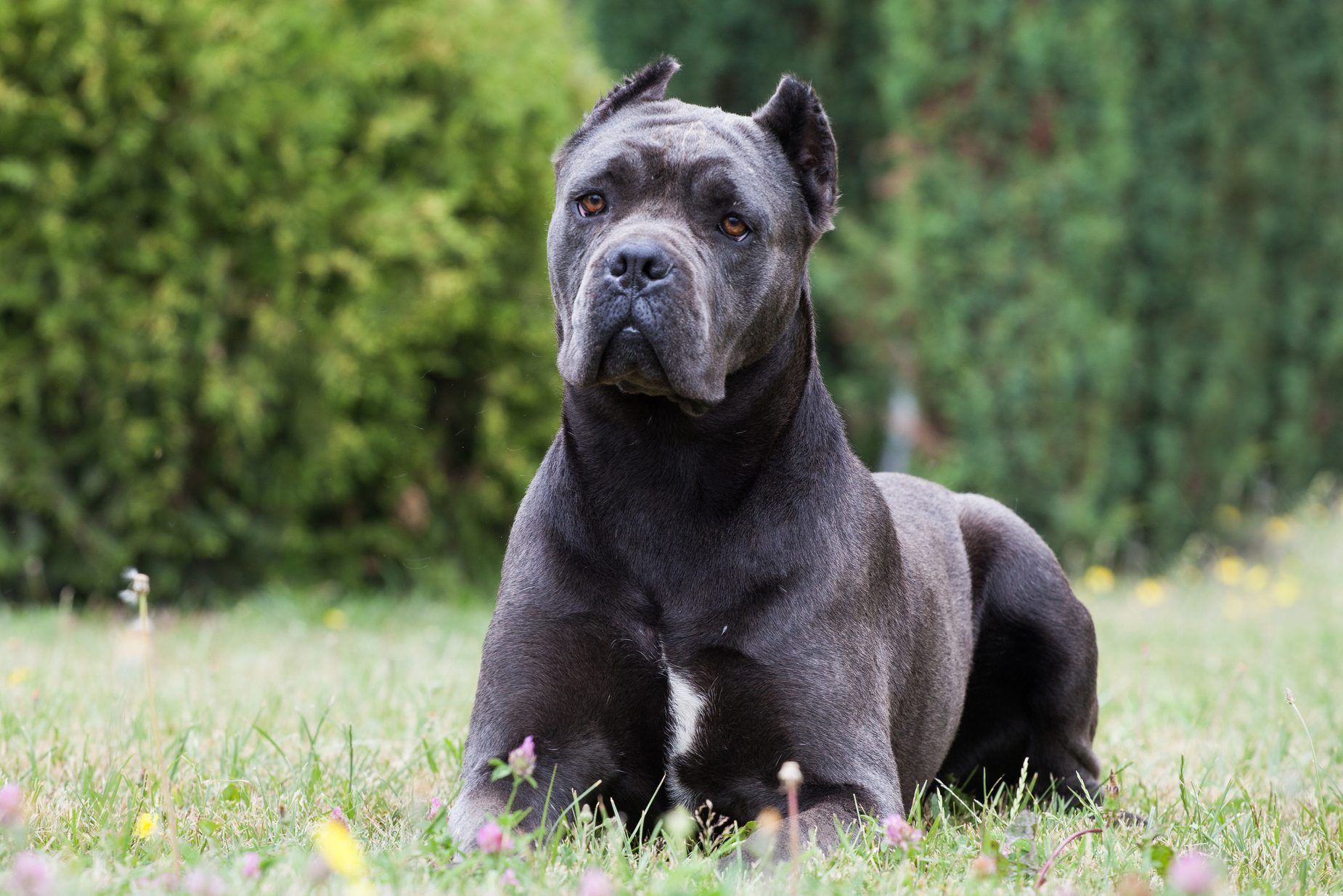 A large, gray dog sits attentively surrounded by green grass and blooming flowers in a lush, outdoor environment.