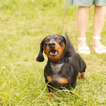 Dachshund on a leash is standing and barking, with a person wearing sandals nearby on grass.