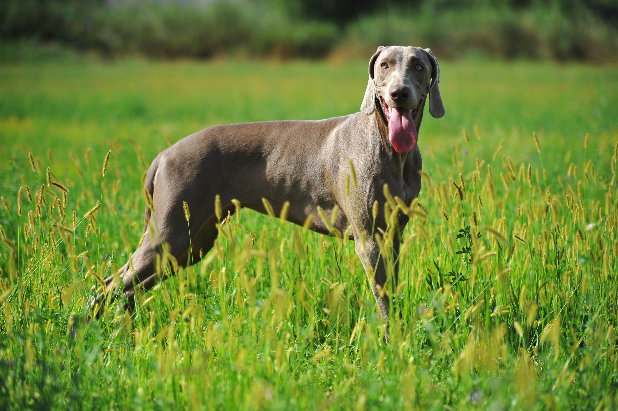 A gray dog stands with tongue out in a grassy field under bright sunlight.