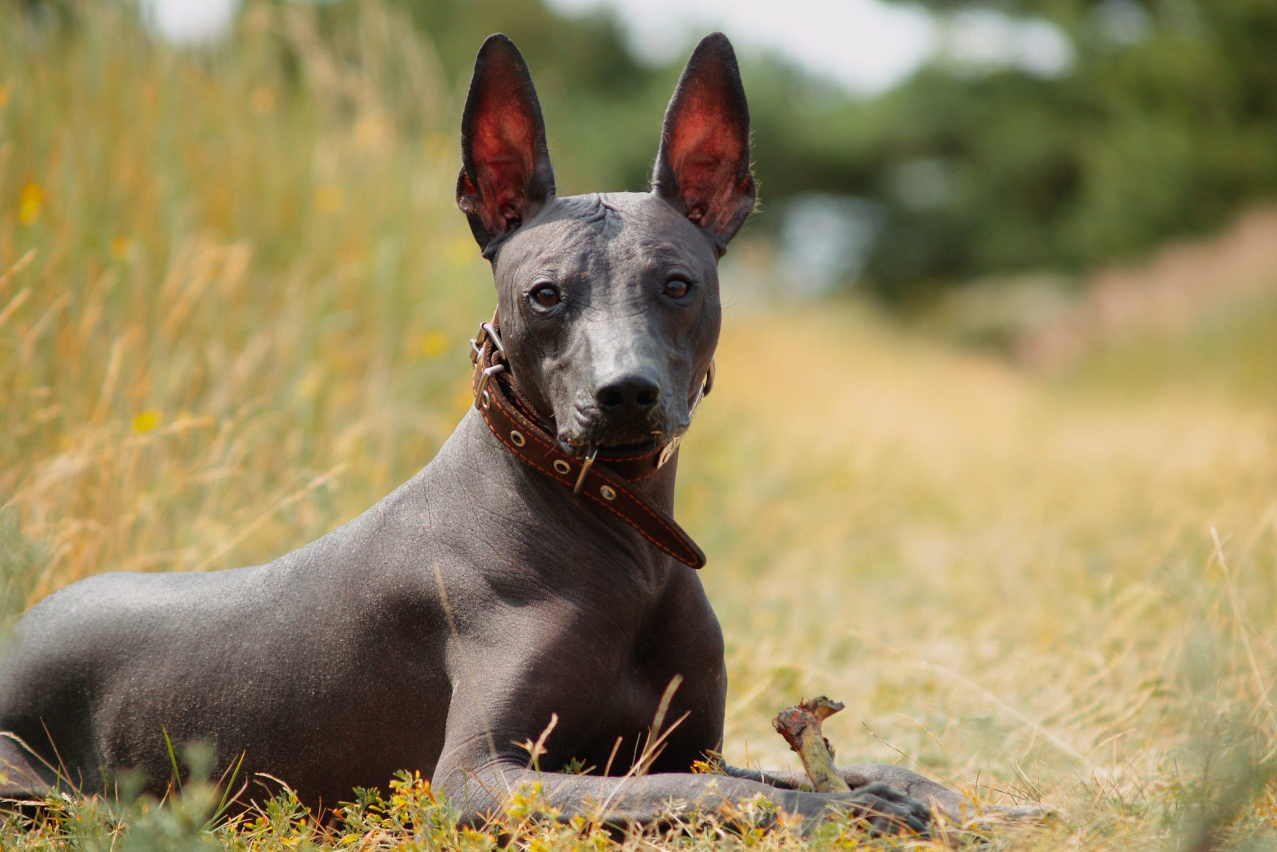 Hairless dog lies calmly in a grassy field, with tall grass and blurred trees in the background.