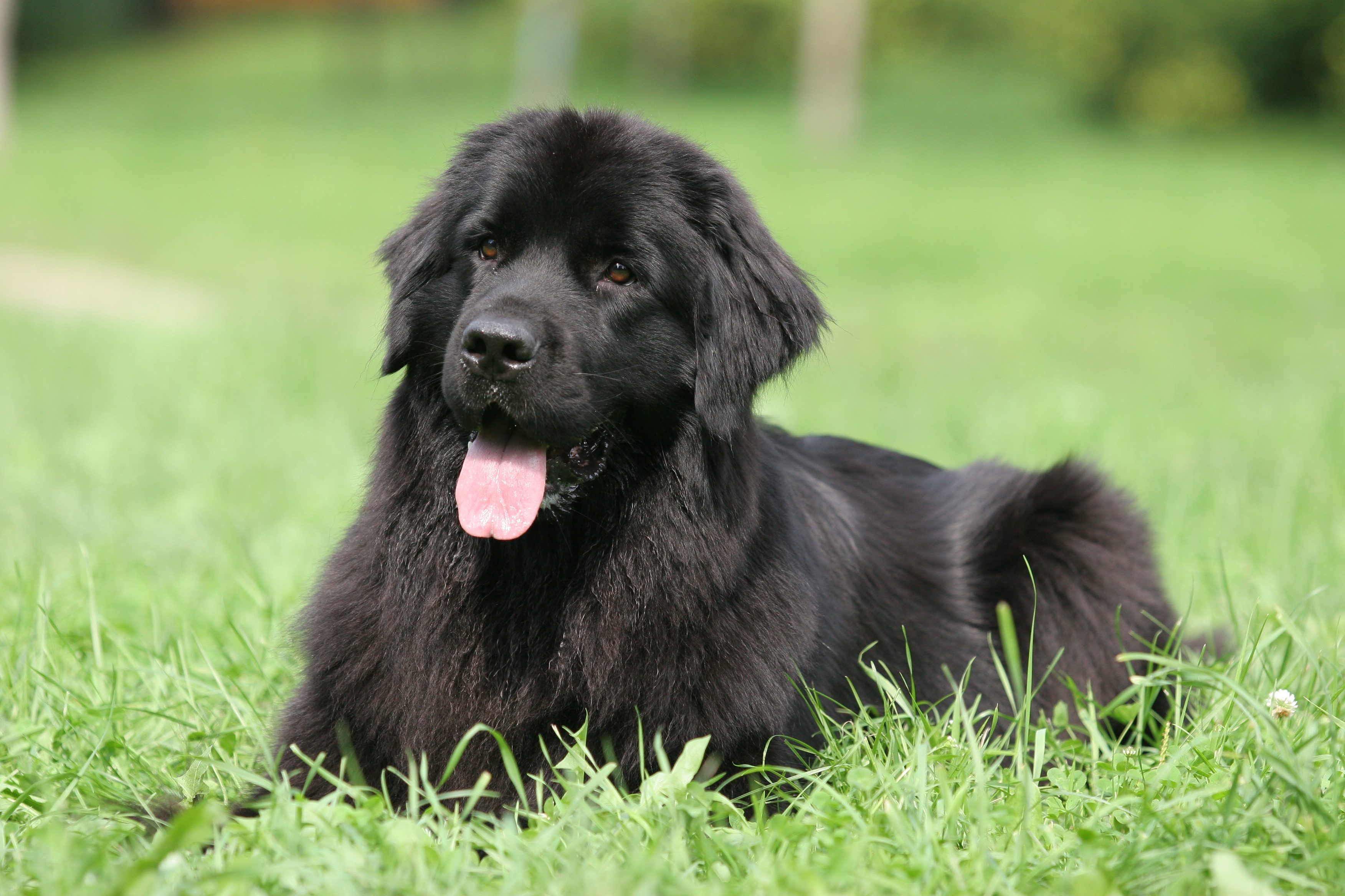 A large black dog rests on grass, tongue out, in a sunny park.