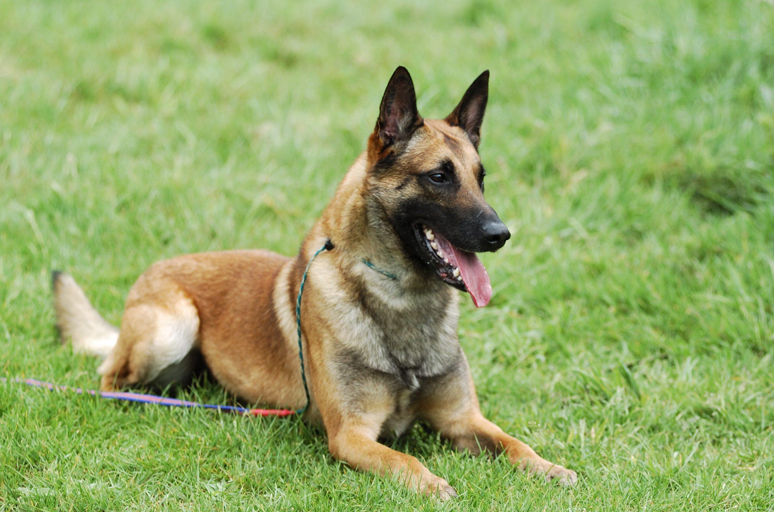 Dog rests on green grass, panting with open mouth, leash visible.