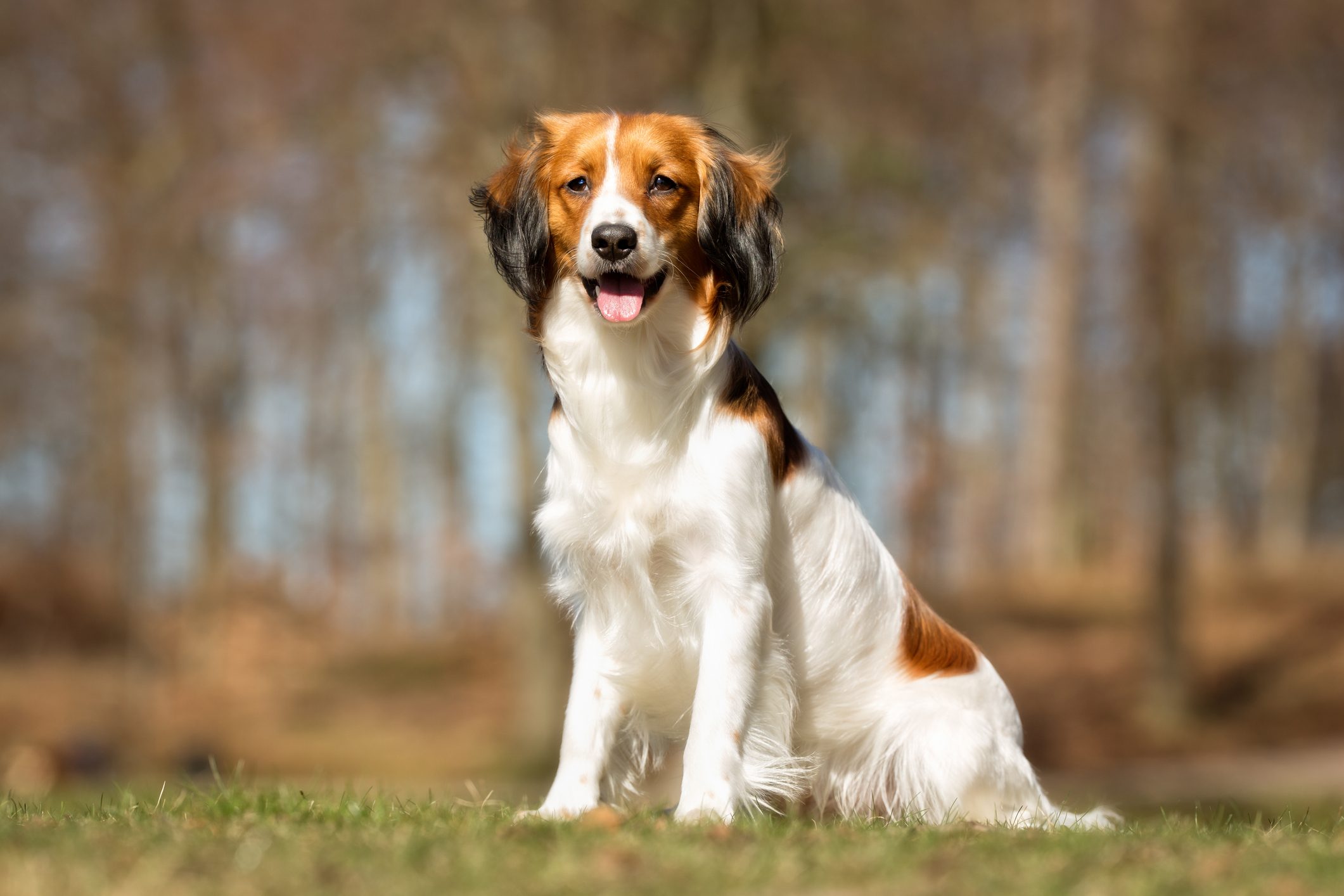 Dog sits on grass, tongue out, in a sunlit forest clearing.