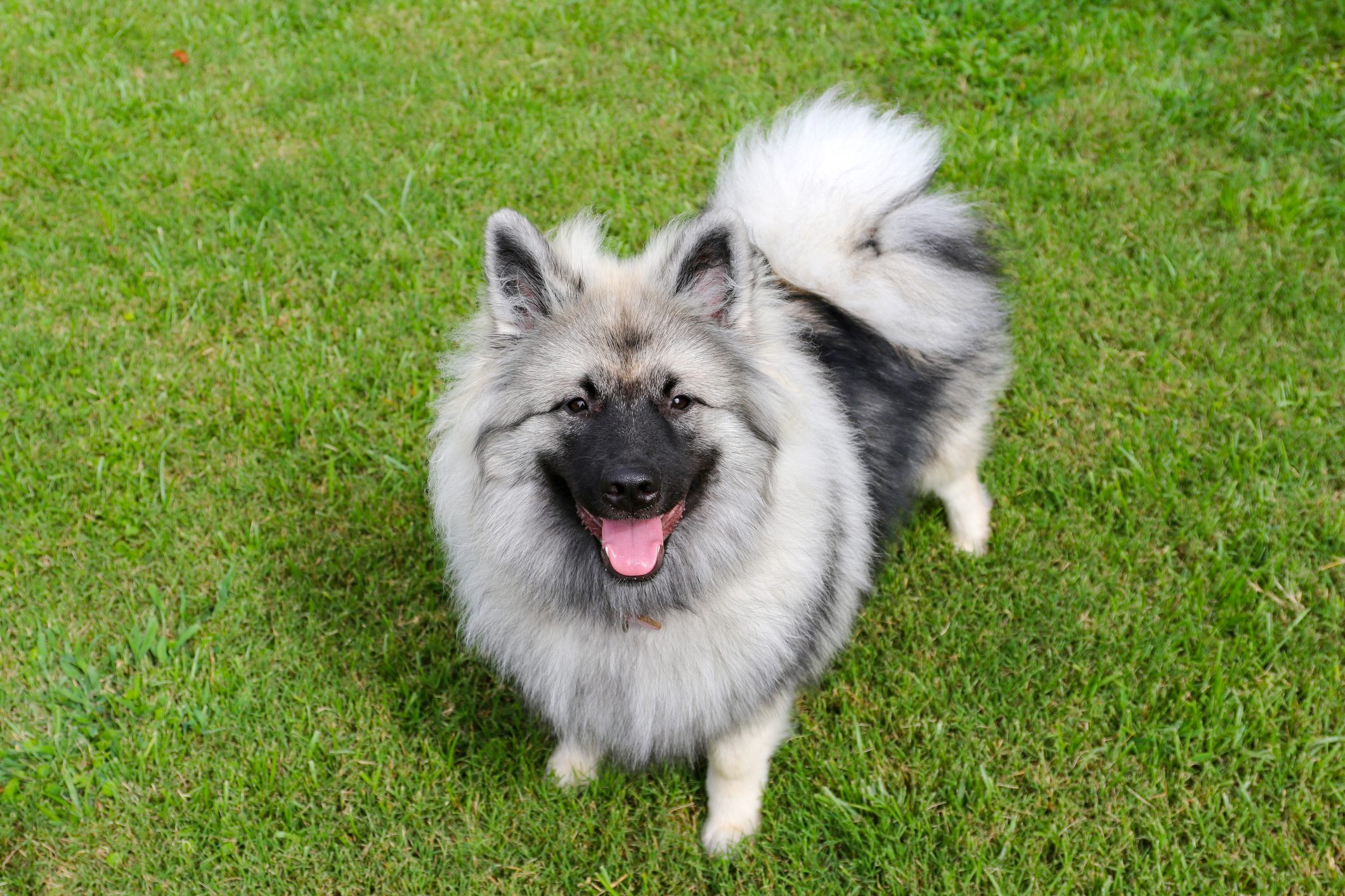 Fluffy dog sits with tail curled, tongue out, on lush green grass.