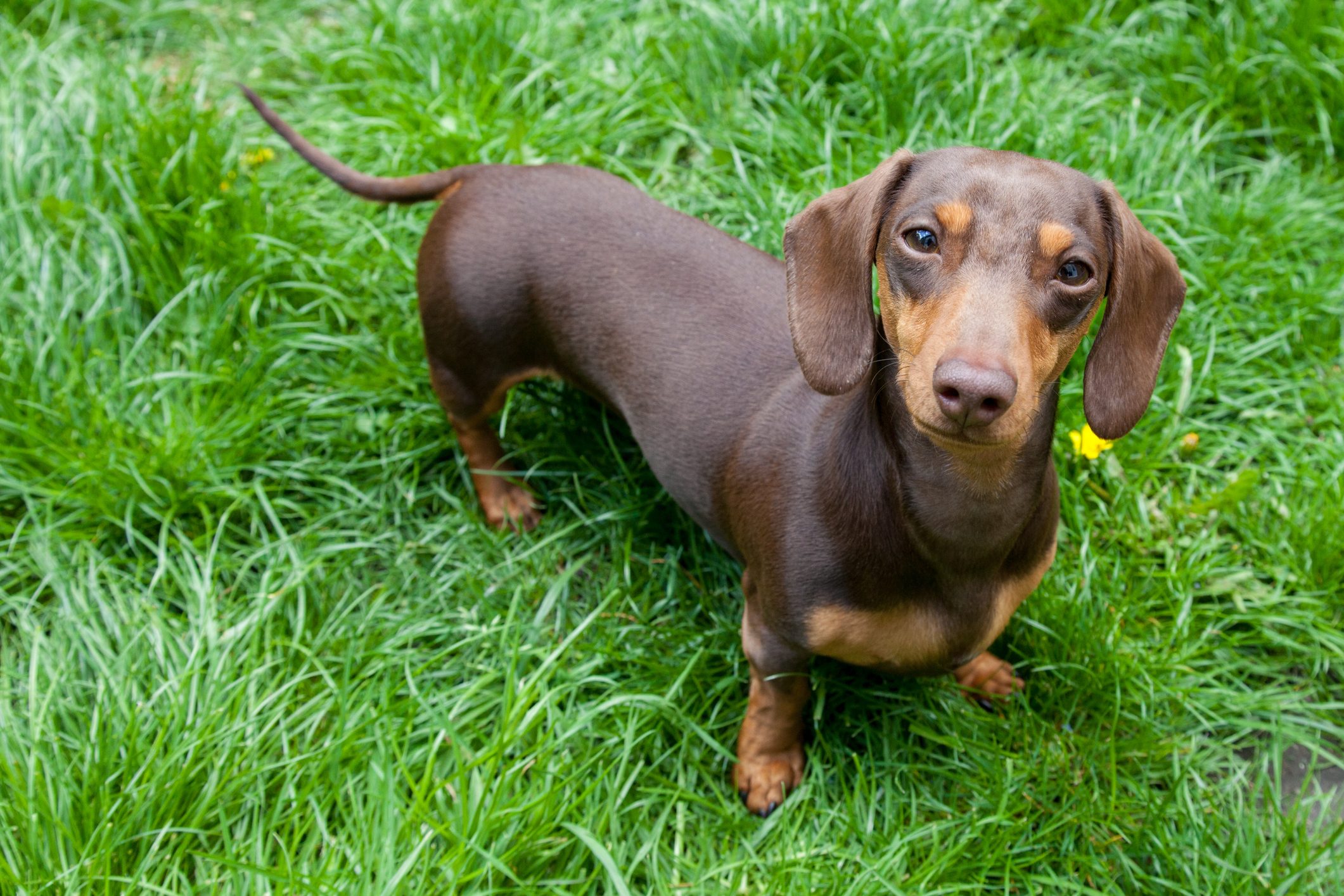 A brown dachshund stands on lush green grass, looking upward with curiosity.